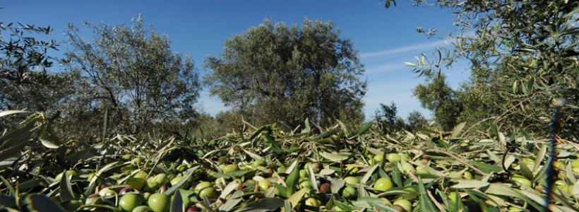 master-dieta-mediterranea-sostenibilita-ambientale-dieta-mediterranea-universita-calabria-dibest-luana-gallo